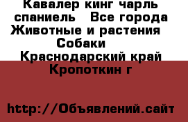 Кавалер кинг чарль спаниель - Все города Животные и растения » Собаки   . Краснодарский край,Кропоткин г.